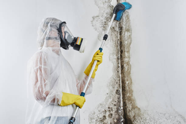 Best Residential Mold Remediation in Wellford, SC