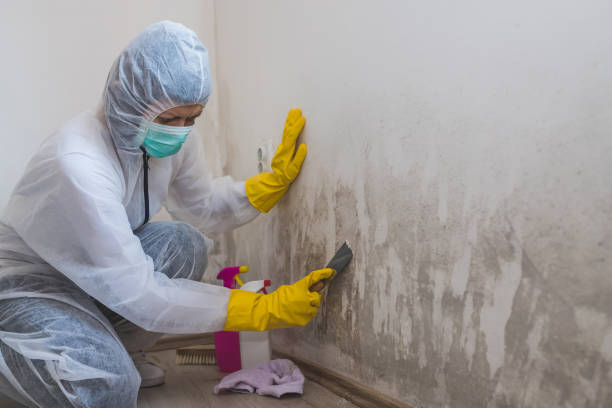 Best Attic Mold Remediation in Wellford, SC