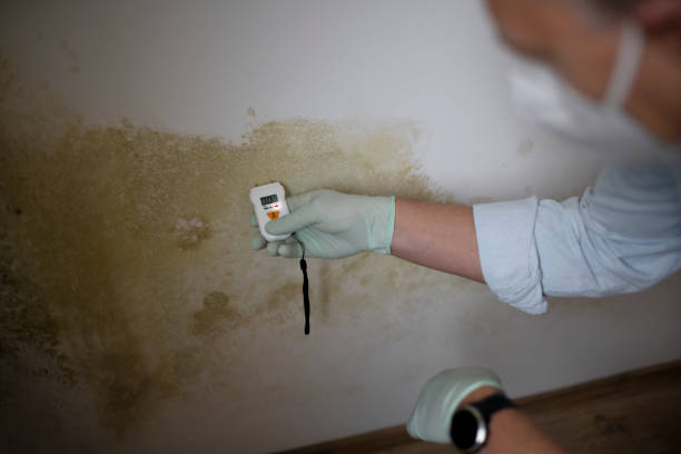 Best Basement Mold Remediation in Wellford, SC