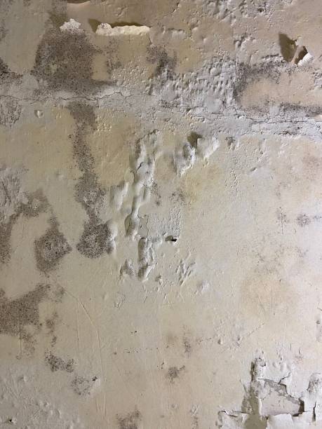 Best Insurance-Related Mold Remediation in Wellford, SC
