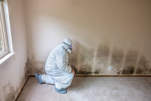 Best Residential Mold Remediation in Wellford, SC